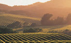 Read: The World&#x27;s Most Wanted Napa Wines