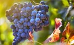 Read: The Most Expensive Syrah