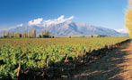 Read: Chile&#x27;s Most Expensive Wines