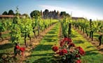 Read: The 2018 Bordeaux Harvest Report