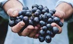 Read: The World&#x27;s Best Malbecs