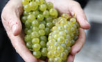 Read: The World&#x27;s Best Chardonnays