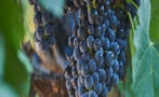 Read: The World's Best Merlots