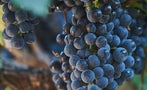Read: The World's Best Merlots