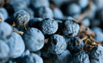 Read: Amarone Back with a Bang in 2015
