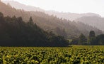 Read: Vineyard Lawsuit a Test for Napa