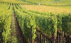 Read: The World's Best Bordeaux