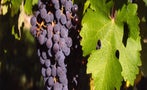 Read: The World's Best Cabernets