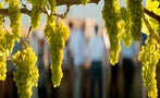 Read: The World's Most Wanted Chardonnays