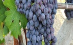 Read: Burgundy's Red, Barolo is Too