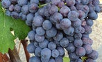 Read: Burgundy's Red, Barolo is Too