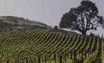 Read: The World&#x27;s Most Wanted Pinot Noir