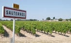 Read: Sauternes&#x27; Sweet Dreams Turn Dry