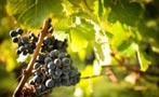 Read: Saint-&#xC9;milion&#x27;s Most Expensive Wines