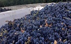 Read: The World's Most Wanted Merlots