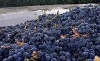 Read: The World's Most Wanted Merlots