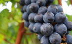 Read: The World&#x27;s Best Value Cabernets