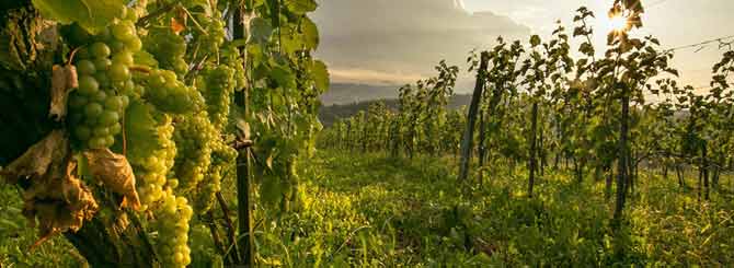 Poland is the next big thing when it comes to expanding wine production in Europe.