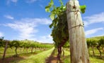 Read: The World&#x27;s Best Australian Wines