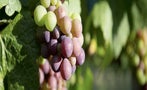 Read: The World's Most Wanted Pinot Gris