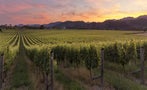 Read: The World's Most Wanted New Zealand Wines