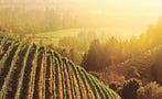 Read: The World's Most Wanted Chardonnays