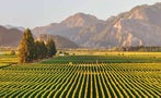 Read: The World's Most Wanted Sauvignon Blancs