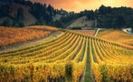 Read: Australia's Most Wanted Wines