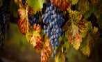 Read: The World's Most Wanted Cabernets