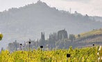 Read: Brunello 2015: Another Perfect Vintage