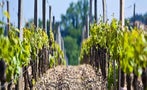 Read: Bordeaux's Most Expensive Wines