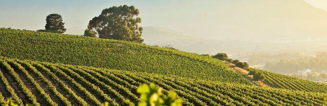 The rolling hills of Stellenbosch have been growing grapes for more than 300 years.