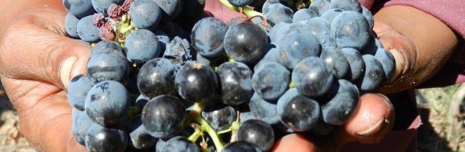 Merlot and the other Bordeaux varieties are important grapes for the South African industry.
