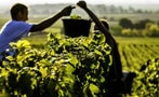Read: Champagne Vintage an Unlikely Classic