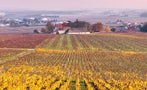 Read: Burgundy's Most Wanted White Wines