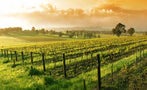 Read: The World's Best Value Australian Wines