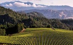 Read: America's Best Value Wines
