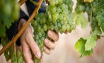 Read: The Most Expensive Sauvignon Blancs in the World