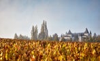Read: Sauternes' Sweet Style Runs Dry