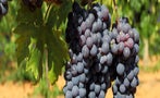 Read: The Most Expensive Italian Wines in the World