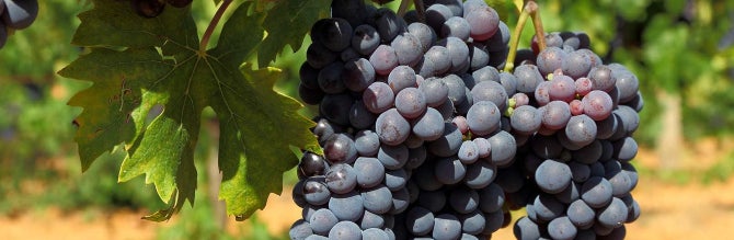 The Most Expensive Italian Wines in the World The Most Expensive Italian Wines in the World