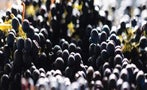 Read: The World's Best Australian Wines