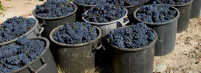 Portugal's Touriga Nacional is really dividing Bordeaux producers.