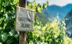 Read: The World's Best Sauvignon Blancs
