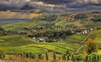Read: The World's Best Sauvignon Blancs