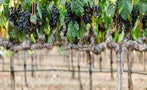Read: The World's Best Napa Wines