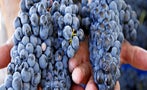 Read: The Cabernet Train Keeps Rolling