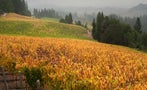 Read: The Best Chardonnays in the World