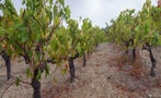 Read: Talking Frankly about Ungrafted Vines