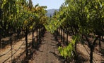 Read: The Best Cabernet Sauvignons in the World